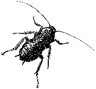 bug